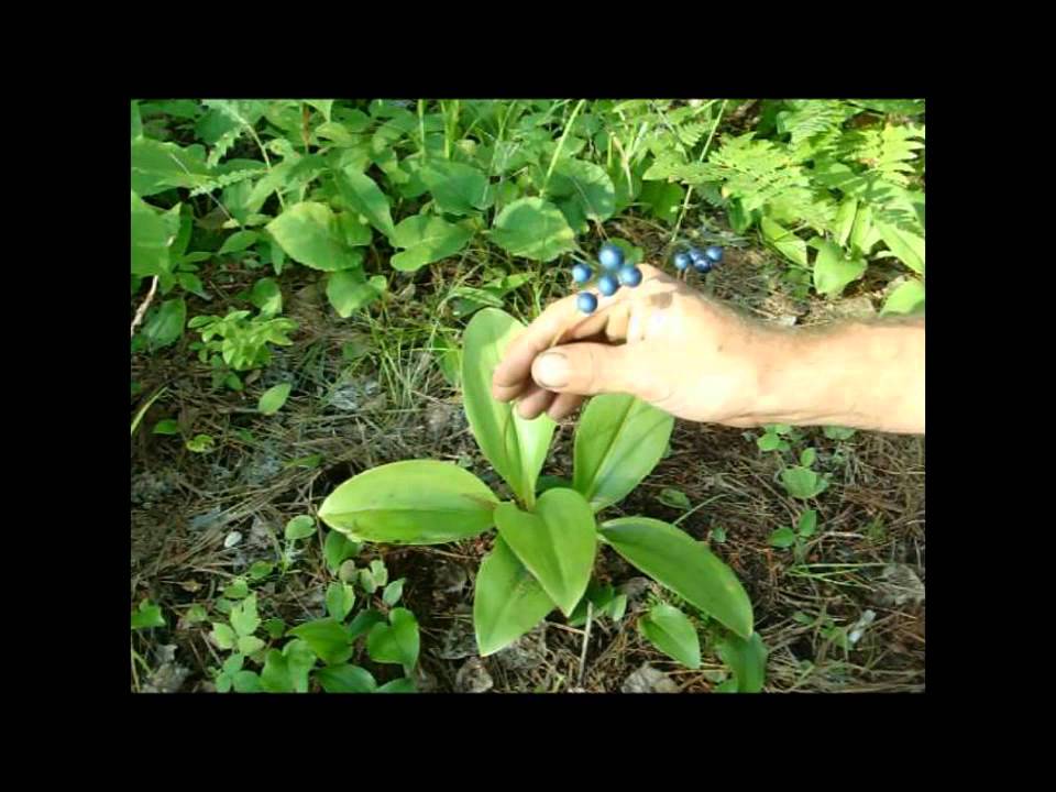 Wild Edibles: Clintonia (corn lily) - YouTube