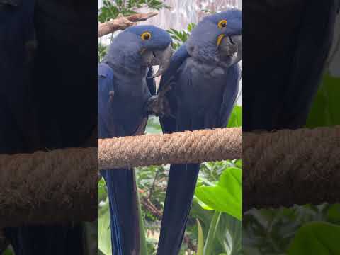 Video Thumbnail for These two lovebirds actually held hands and smiled for the picture. Old souls ❤️🙏#rogerwilliamszoo