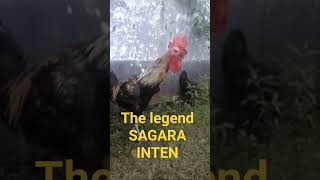 Download lagu ayam pelung juara nasional mp3 Download lagu ayam pelung juara nasional mp3