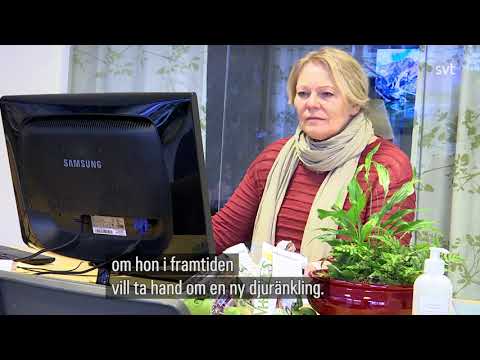 Lokala Nyheter Västerbotten   Hör Maja berätta om hur det gick till när Ninni fick ett nytt hem  Jag