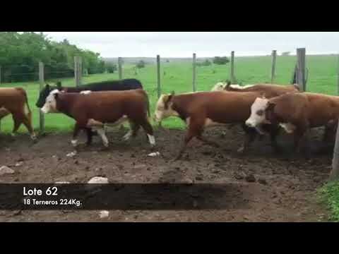 Lote 18 Terneros 16HE,  1AA,  1AAxHE 224kg -  en RUTA 2 KM 152.500
