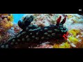 Mesmerising BBC Blue Planet II Trailer Reveals The Beautiful Alien Like2
