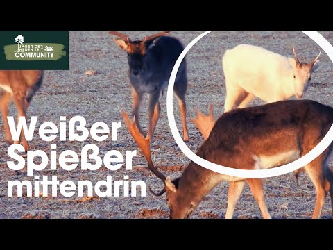 Starke Schaufler, Knieper, Spießer - Damhirsche aller Altersklassen bei gutem Licht in Anblick.