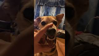Dog Makes Weird Growling Noise | Perro haciendo gruñidos extraños