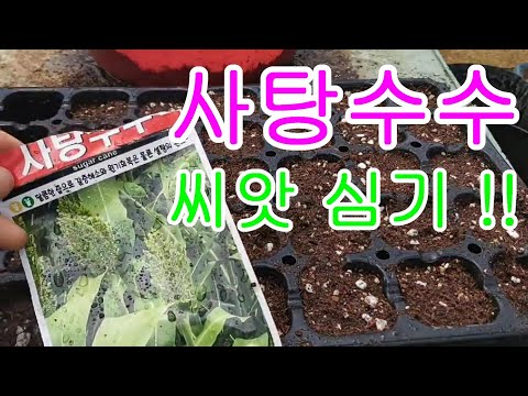 , title : 'Korea Mango Farm   - 사탕수수 파종! 사탕수수 심기,   애플망고,망고농장,Apple Mango,mango farm'