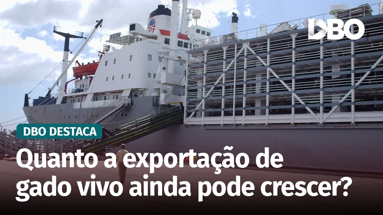 Exportação de gado vivo cresce 40%, mas esbarra em gargalos no Brasil