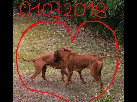 VDH/FCI Rhodesian Ridgeback Runa&Simba haben sich verpaart 2.März2018