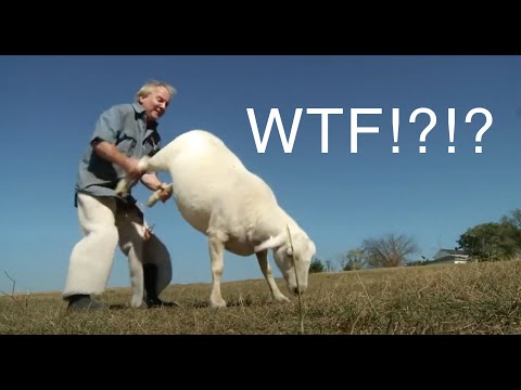 Lahna Turner   Angus Bangs Sheep