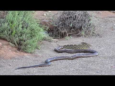 Snake bite: Cape Cobra vs. Puff Adder