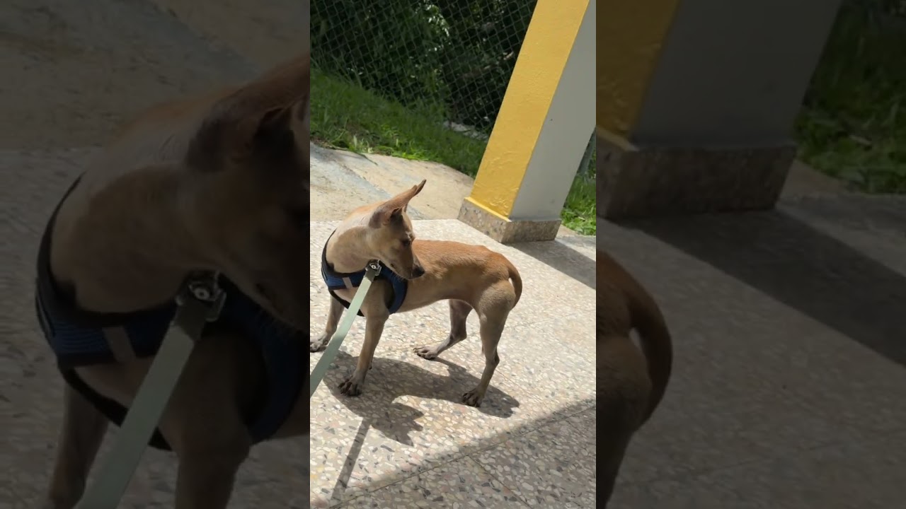 Britney, an adoptable Chihuahua in Milford, NH video 5/6