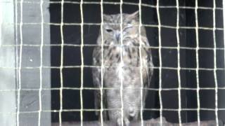 preview picture of video 'Birds Of Prey Part 1 Filmed at World Of Owls Randalstown.'