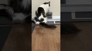 ジャブ飲みする猫【ノル猫ミロシー】 #shorts