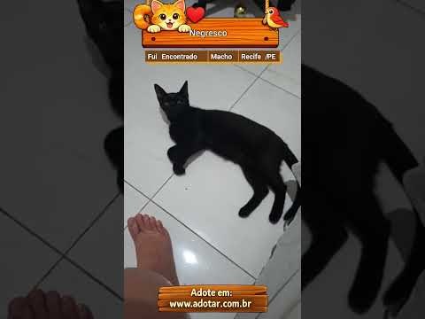 Vídeo de Negresco