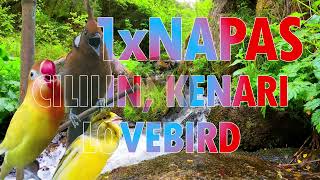 Download lagu 1x NAFAS 3 LAGU Cililin - Kenari - Lovebird jeda 30 Detik Cepat Masuk #Cililin #Kenari #lovebirds mp3 Download lagu 1x NAFAS 3 LAGU Cililin - Kenari - Lovebird jeda 30 Detik Cepat Masuk #Cililin #Kenari #lovebirds mp3