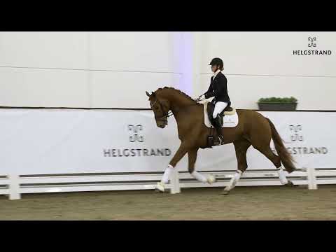 Value by Valverde NRW / Floriscount - stallion born 2019 (ENG)