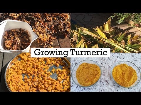 Turmeric - Growing, Planting & Care - A Complete Guide On How To Grow Turmeric In Your Garden