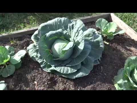 When to harvest cabbage