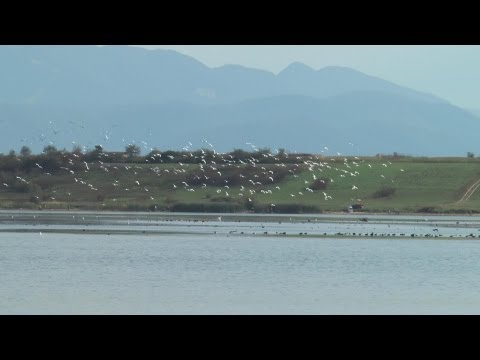 Lacul Dumbravita - "Delta din Carpati" a Romaniei