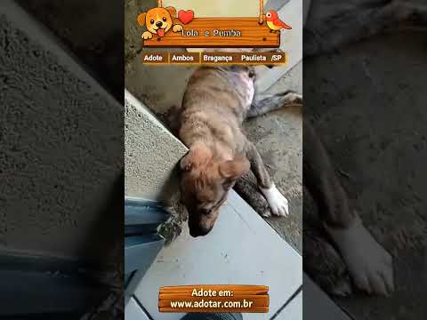 Vídeo de Lola e Pumba 