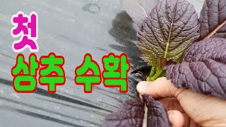 상추 첫 수확