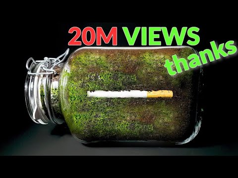 CIGARETTE IN SOIL - 1 YEAR Time Lapse [8K]