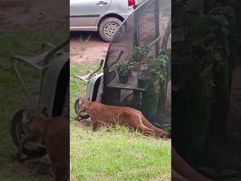 MORADORA REGISTRA ONÇA NO CONDOMÍNIO CHAPARRAL NA PALMEIRINHA EM JUQUITIBA.