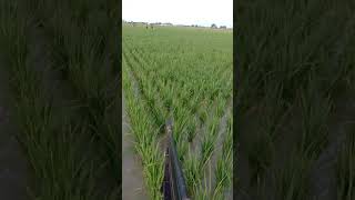 Download lagu mencari burung mandar.  #hunting #youtube #shorts #fypviral mp3