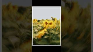 Download lagu Adding a bit of motion blur can make an ordinary picture a little more interesting mp3