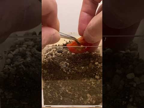  1つの植物からたくさんのトマトを得るにはどうすればよいですか？美しく豊かな収穫を楽しむための 5 つのシンプルだが効果的なヒント  庭園