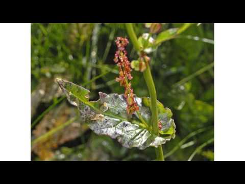 Rumex arifolius