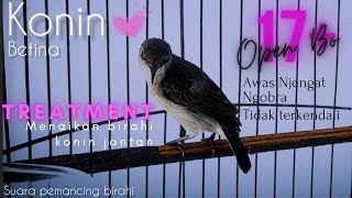 Download lagu konin betina gacor pancing konin jantan ngobra birahi bongkar materi @mandorkicau mp3