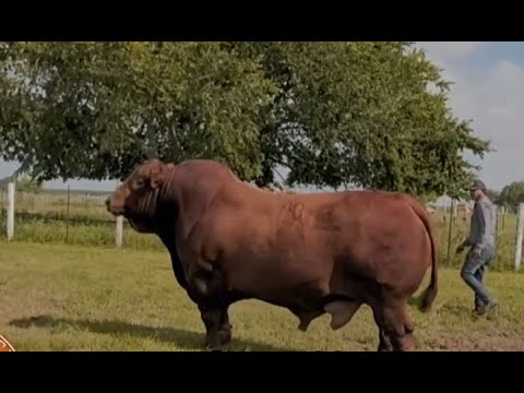 ¡Porque hay más toros supremos Negros que Rojos en Brangus!