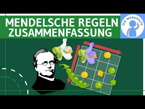 Mendelsche Regeln - Zusammenfassung Abitur - 1., 2. & 3. Mendelsche Regel einfach erklärt - Genetik