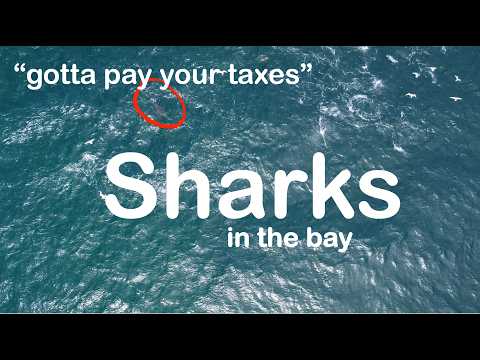 SURFSKI Shark Incident in the Bay !