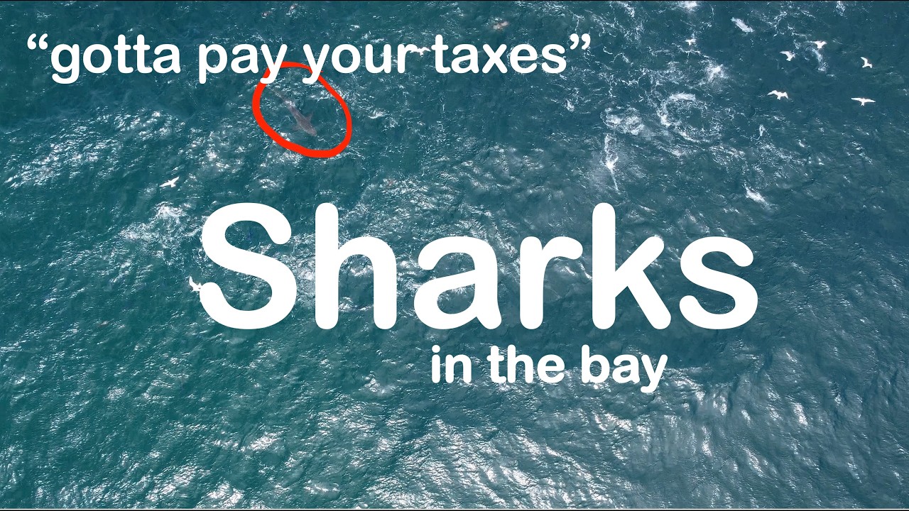 SURFSKI Shark Incident in the Bay !
