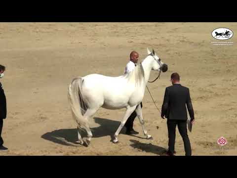 N 97 GAWAHER AL FARIDA   Rabab Arabian Horse Championships   Mares 7+ Years Old Class 5A