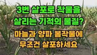 마늘 양파 웃거름 과수 영양제 동해 냉해 피해 없게 만드는 기적의 물질 병충해 예방까지