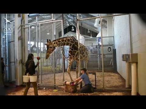 International Hoof Care Week 2022