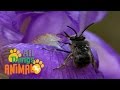 * BEE * | Animals For Kids | All Things Animal TV