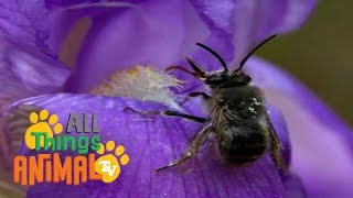 * BEE *  Animals For Kids  All Things Animal TV