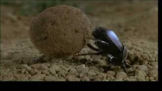 L'art pour L'art Társulat - Bogárdal