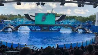 Orca: Whale Show | Sea World - Orlando, Florida