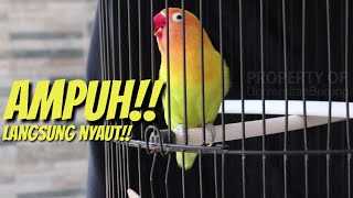 Download lagu Ampuh banget! Suara pancingan lovebird ngekek panjang pasti langsung nyaut mp3