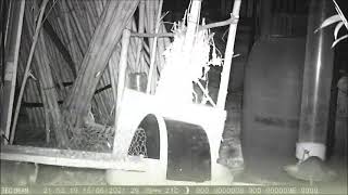 Ratti nel pollaio, problemi e soluzioni