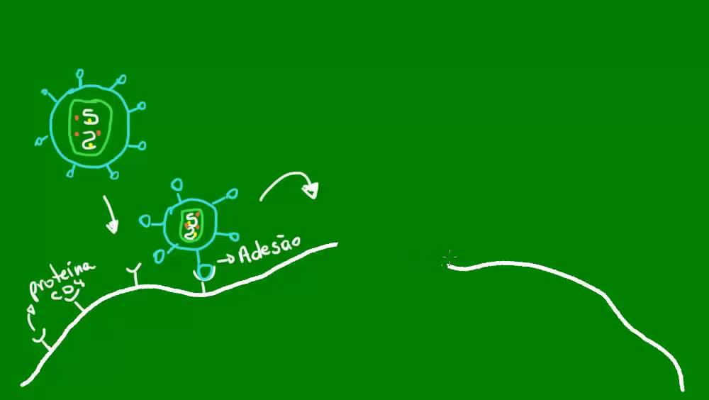 Modo de infecção do vírus HIV - Diversidade dos Seres Vivos - Biologia