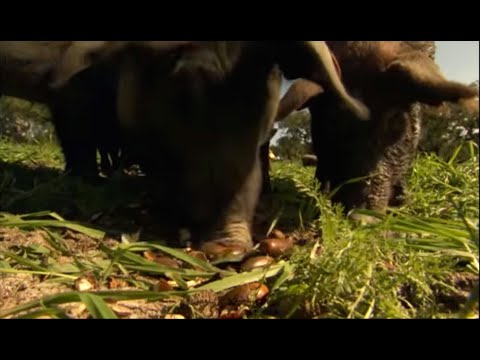 The Diet of the Black Pig | Creatures of the Cork Forest | BBC Earth