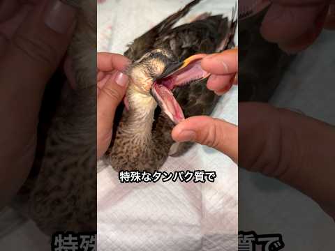 アヒル口　食べ方