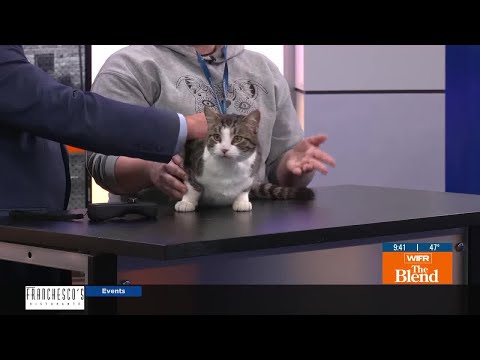 Pet of the Week: Dale - YouTube