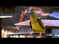 Paulie Trailer