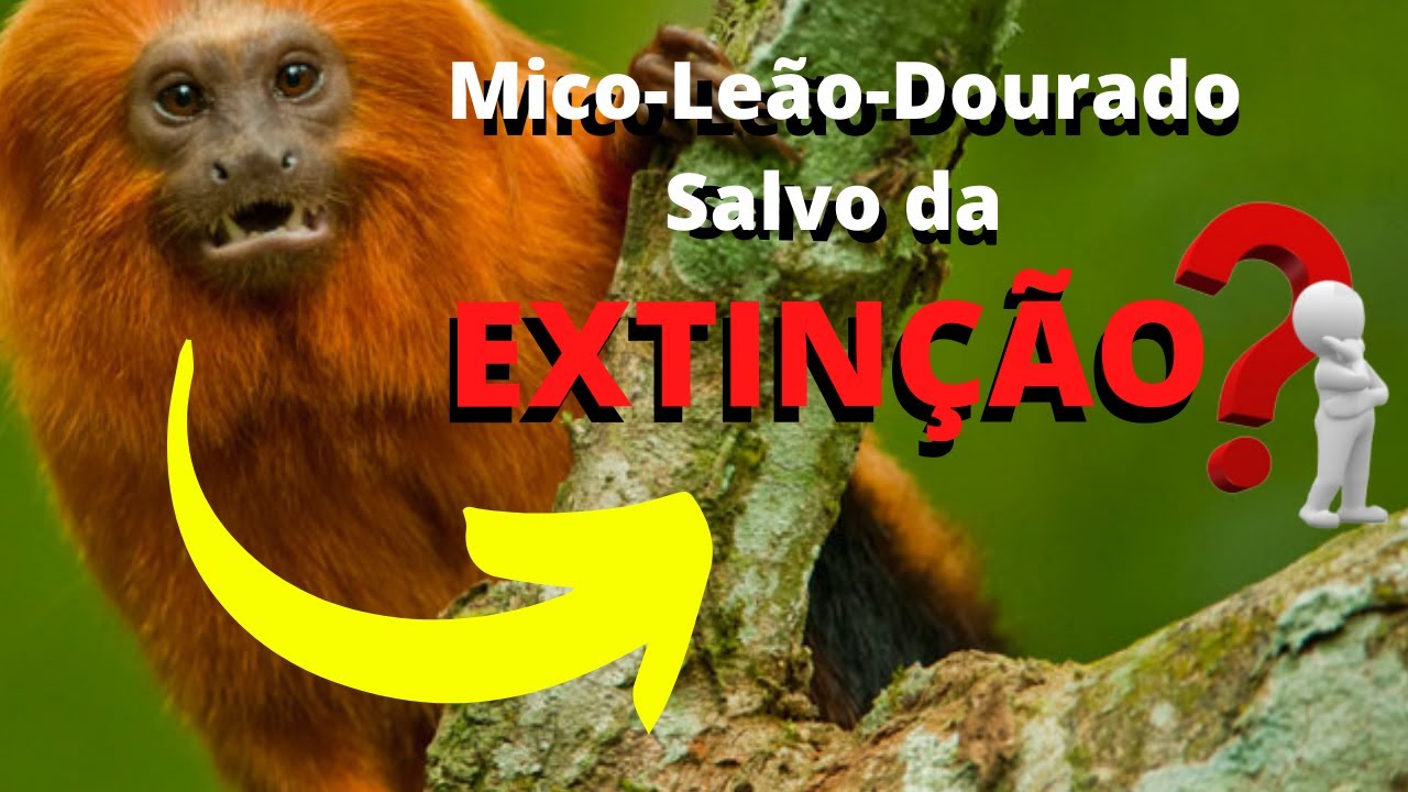 MICO-LEÃO-DOURADO: OS ESFORÇOS PARA SALVAR A ESPÉCIE DO RISCO DA EXTINÇÃO